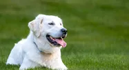 bab-pup